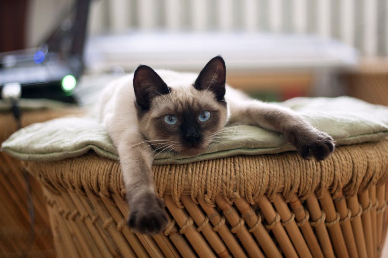 grey cat with blue eyes lies with paws outstretched on a rattan chair