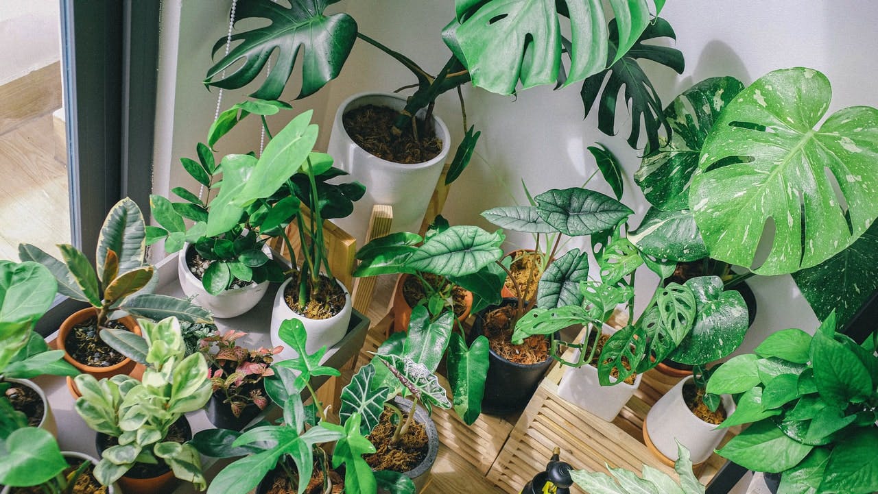 A selection of easy to care for houseplants, including monstera and rubber plant, in a living room