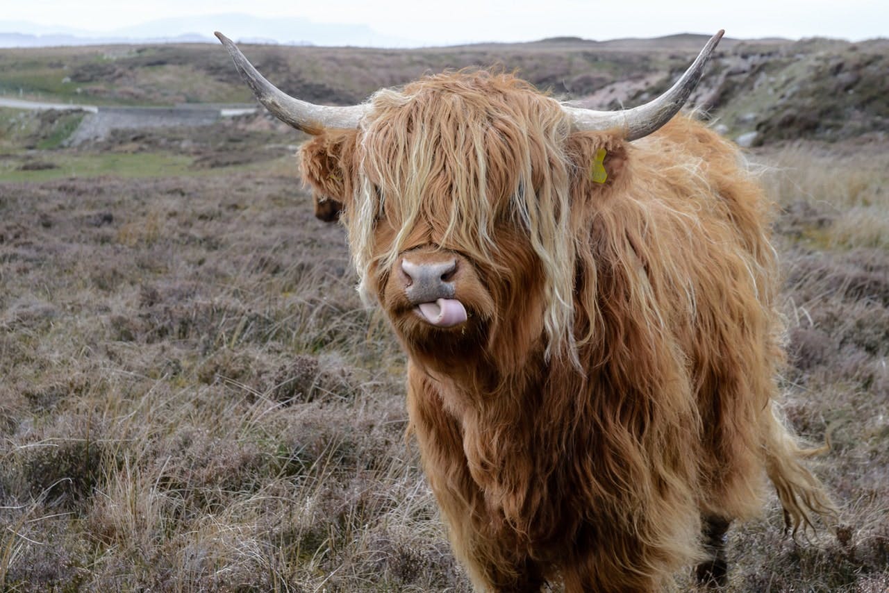 highland cow stood in Scottish countryside sticks out tongue 